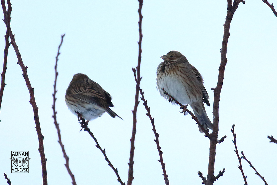 Corn Bunting